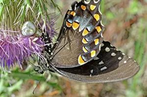 Capturing: Crab spider catches butterfly