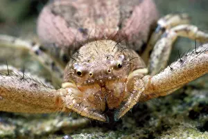 Fangs: Crab Spider - close-up of face