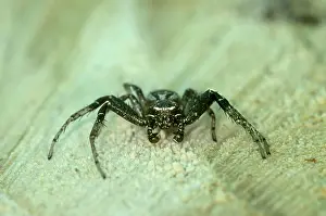 Depressa: Crab spider (Coriarachne depressa), male, Valais