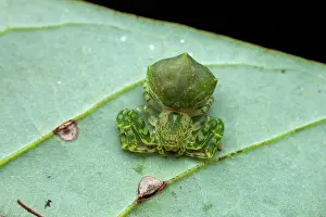 Thomisidae: Crab spider (Epicadus dimidiaster) on a leaf, Montagne