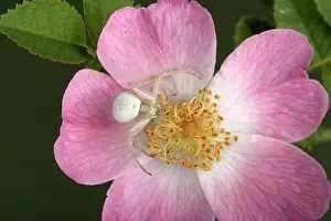 Misumena: Crab spider - on flower