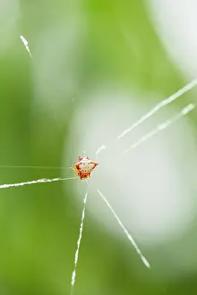 Suspend: Crab-spider (Gasteracantha cancriformis) on its