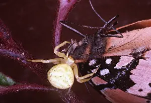 Gaudy: CRAB SPIDER - with Gaudy Commodore prey
