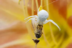 Misumena: Crab Spider - on Hemerocallis Flower with Hoverfly