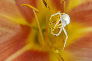 Misumena: Crab Spider - on Hemerocallis Flower Misumena vatia