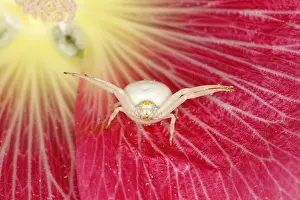 Misumena: Crab Spider - in Hollyhock Flower Misumena vatia