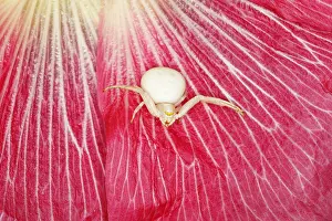 Misumena: Crab Spider - in Hollyhock Flower Misumena vatia