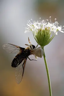 Spectabilis: Crab Spider with horsefly prey