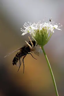Spectabilis: Crab Spider with horsefly prey