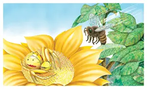 Miles Kelly Publishing: Crab Spider. It's not the flower that kills it's