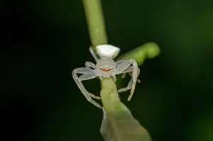 Thomisidae: Crab Spider on leaf - Saba, Bali, Indonesia