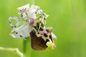 Lurking: Crab spider - lurking on an Late Spider Orchid