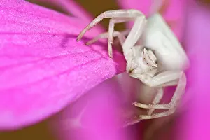 Misumena: Crab Spider - portrait on a pink flower