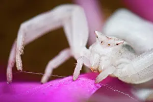 Misumena: Crab Spider - portrait on a pink flower