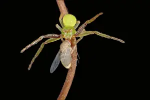 Spiders: Crab spider with prey