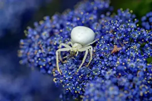 Caught: Crab Spider - With Prey - on Ceanothus - UK
