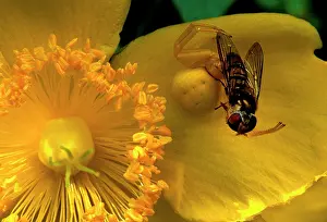 Misumena: Crab Spider - preying on a diptera fly