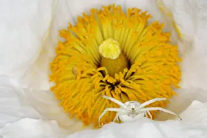 Misumena: Crab Spider - in Romneya Flower Misumena vatia Essex
