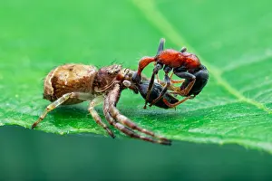 Thomisidae: A crab spider (Strigoplus sp.) with prey (Tetraponera