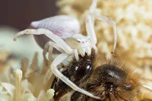 Capturing: Crab spider ( Thomisus onustus ) capturing a Bee