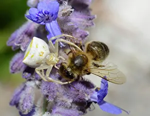 Capturing: Crab spider (Thomisus onustus) white female capturing