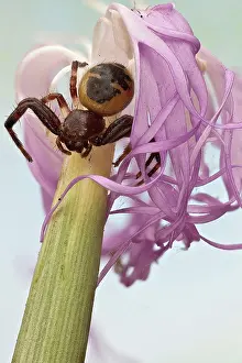 Found: A crab spider usually found in flowers, also kno