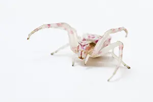 Thomisus: Crab Spider on white background