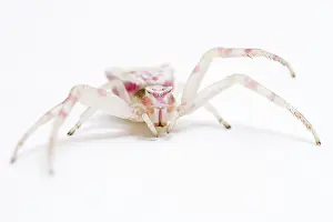 Thomisus: Crab Spider on white background