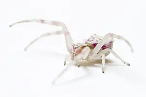 Thomisus: Crab Spider - on white background
