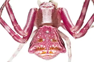 030517: Crab Spider on white background Galicia Spain