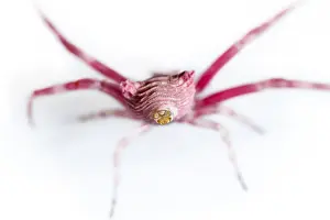 030517: Crab Spider on white background Galicia Spain