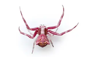 030517: Crab Spider on white background Galicia Spain