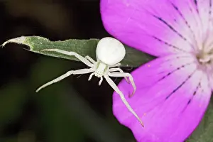 Misumena: Crab Spider - white form, on Corncockle