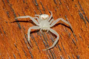 Thomisidae: Crab Spider - on wood - Klungkung, Bali, Indonesia
