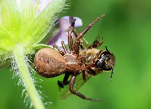 Arrest: Crab Spider (Xysticus cristatus) catching a Honey