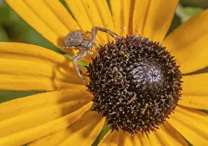 Free: Crab Spider, Xysticus cristatus waiting on a con