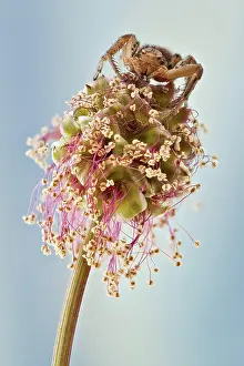 Ambush: Most crab spiders are specialiced in ambush hunt