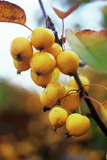 Crabapple: Crabapple
