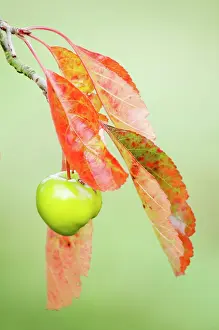 Crabapple: Crabapple