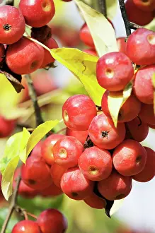 Hupehensis: Crabapple