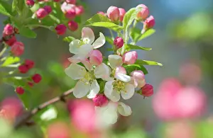 Crabapple: Crabapple