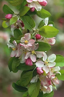 Hornet: Crabapple