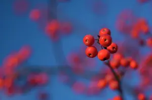 Coronaria: Crabapple