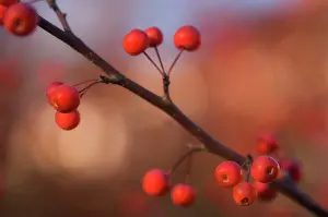 Coronaria: Crabapple