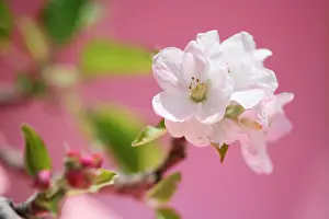 Crabapple: Crabapple