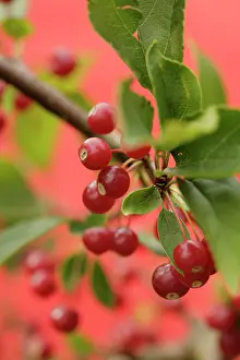 Crabapple: Crabapple