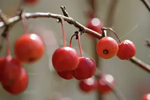 Connected: Crabapple