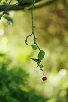 Malus: Crabapple