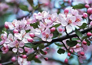 Fragile: Crabapple