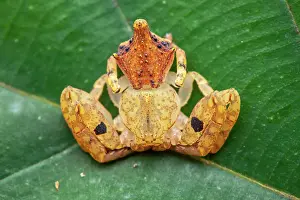 Thomisidae: Crabe spider (Epicadus taczanowskii) ona leaf, Montagne